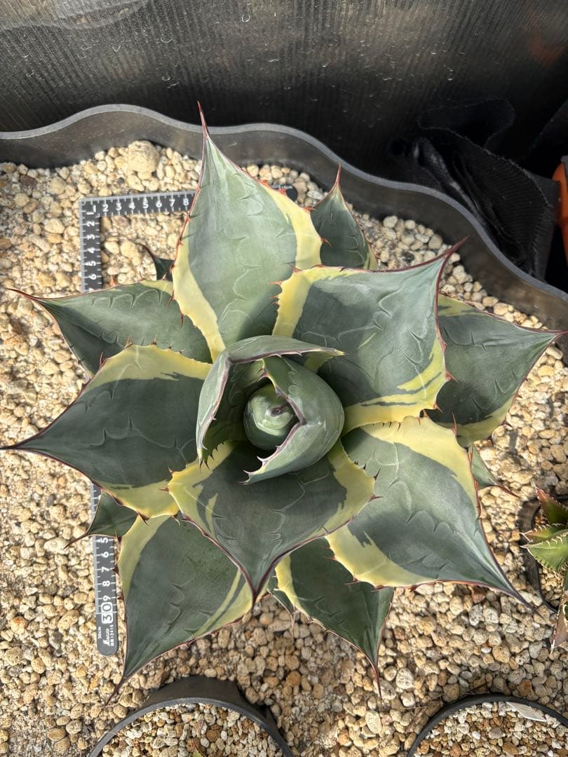 【大株】アガベ　オバティサナシースター