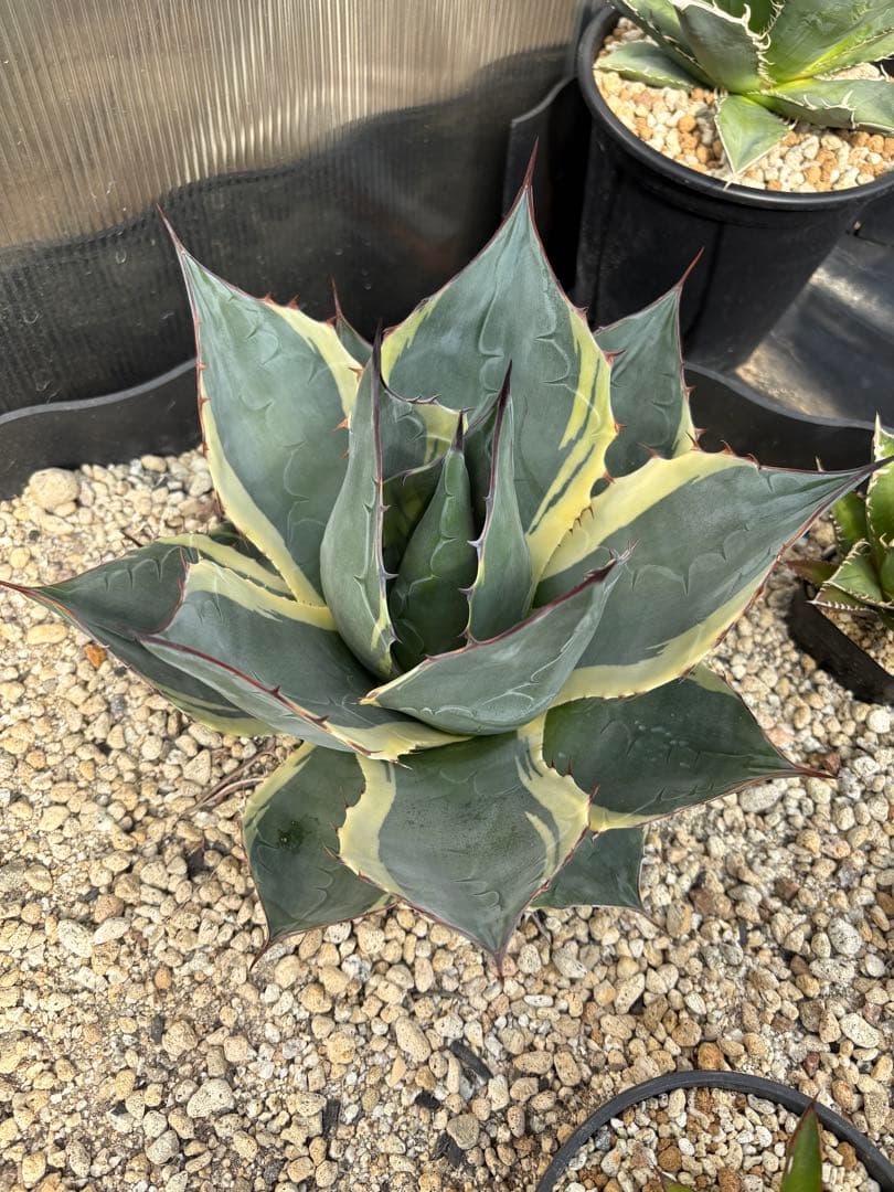 【大株】アガベ　オバティサナシースター