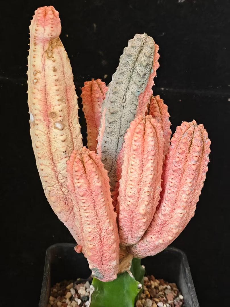 空*豆様 ユーフォルビア アブデルクリ 'Damask' 多肉植物 サボテン 塊