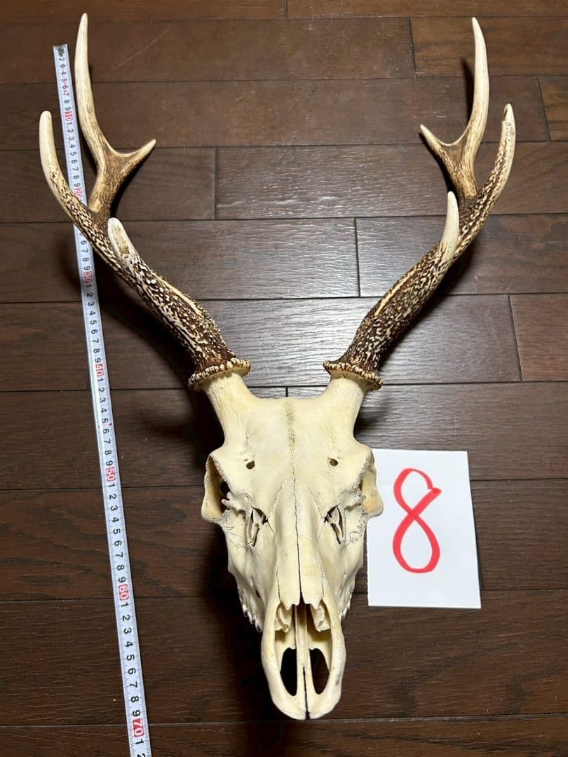 ⑧[1点もの] ハンティングトロフィー 鹿の角 頭蓋骨 日本鹿 スカル