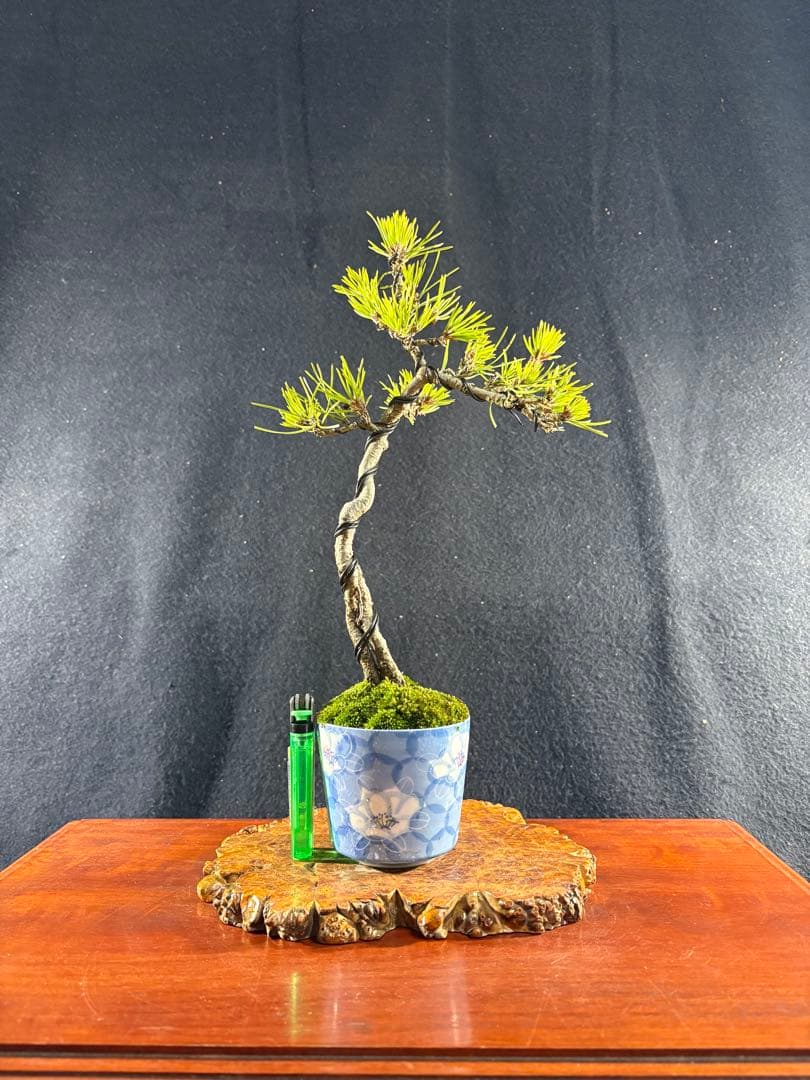 貴風盆栽、黒松根上り、文人 目立った傷や汚れ無し - メルカリ