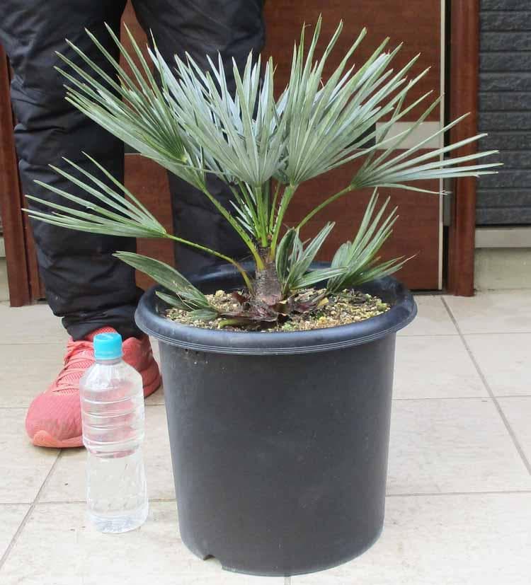 現品】チャメロプス・フミリス・セリフェラ/シルバーリーフ 9号 5K番