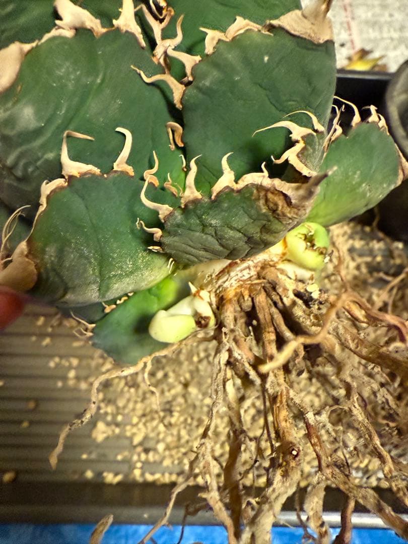 アガベチタノタ悪魔くん Diabo Verde osp産 コレクション株 - メルカリ