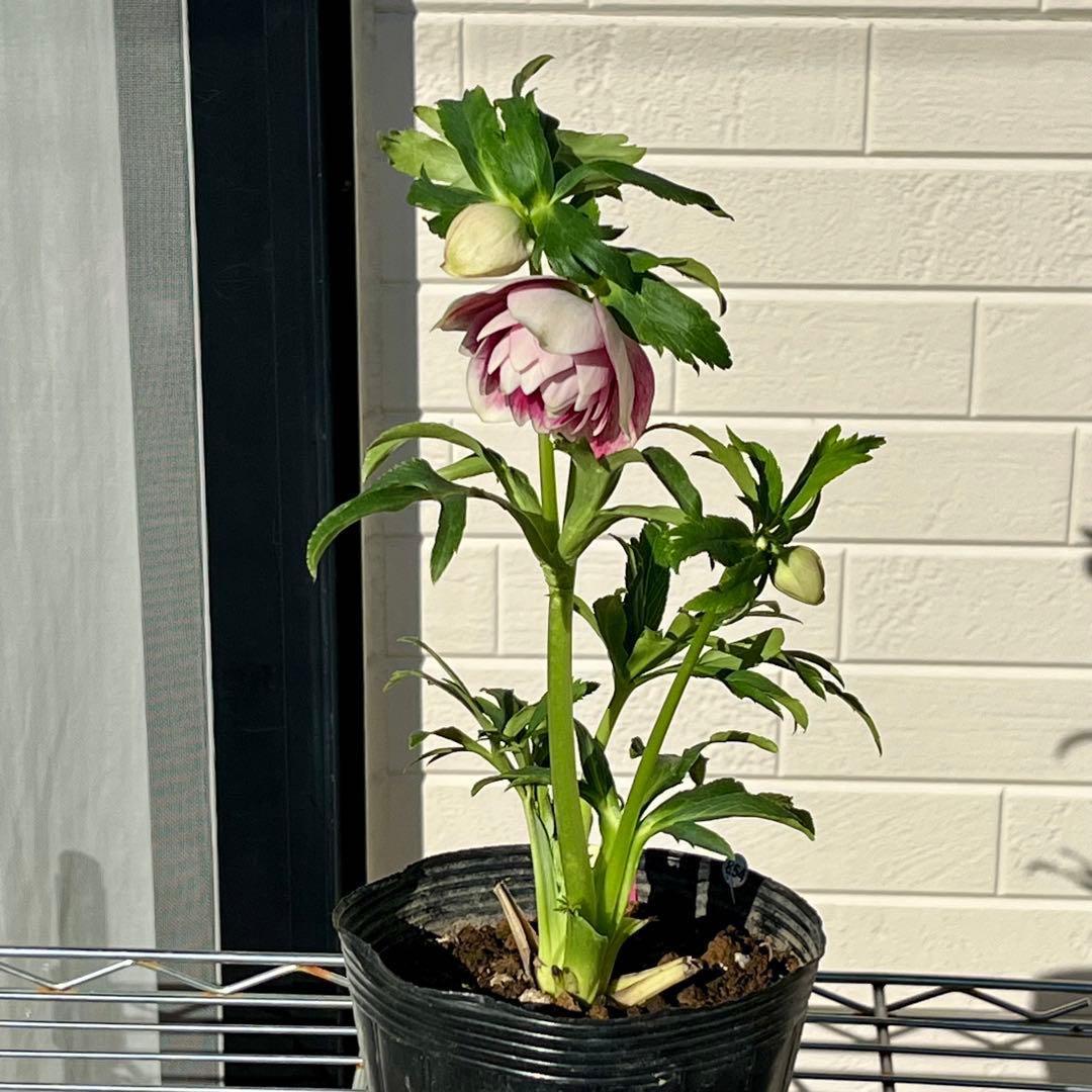 あ*号様 ☘️ラスト2☘️根充実❤️沢山新芽元気株❤️3263⭐️極上美⭐️ソレ