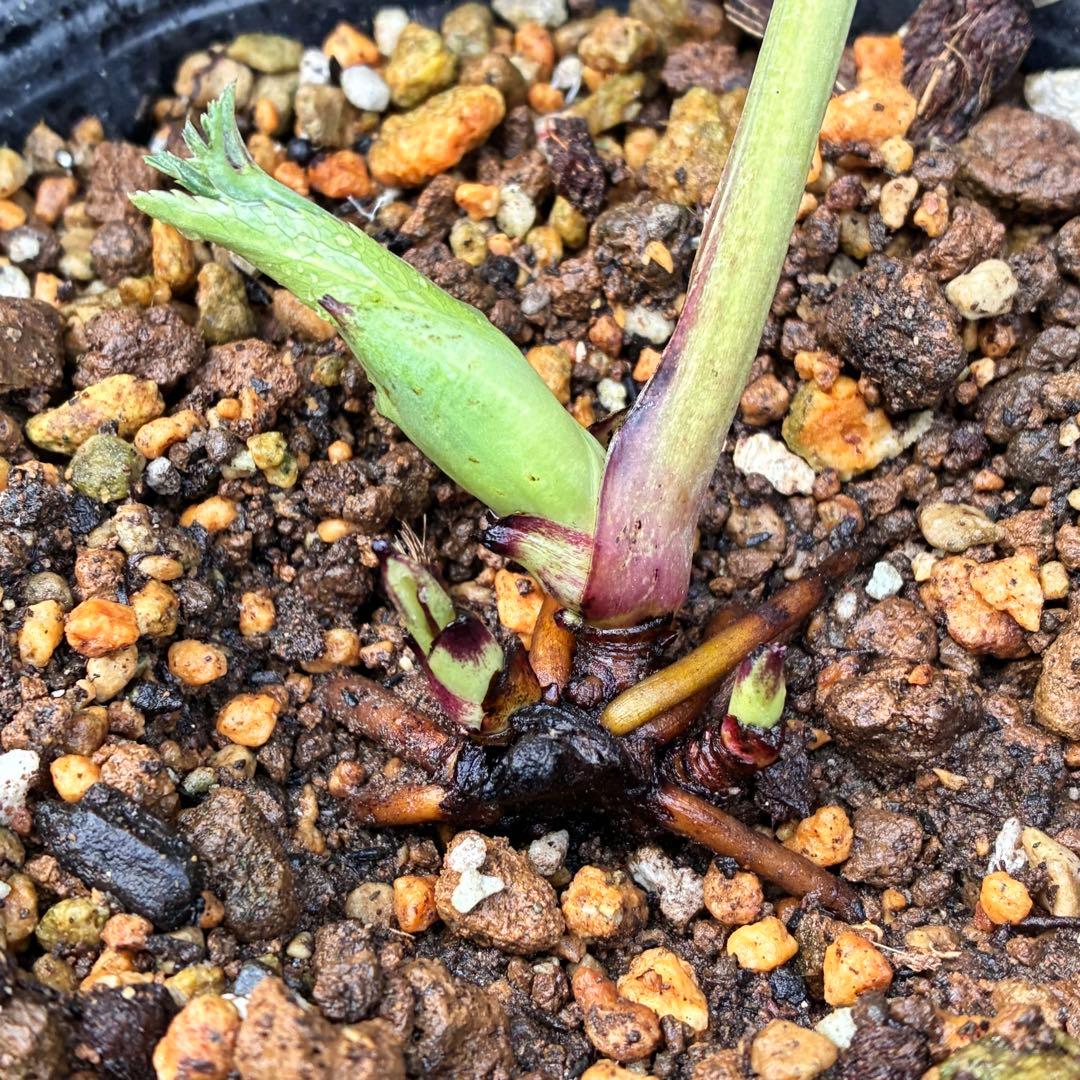 あ*号様 ☘️ラスト2☘️根充実❤️沢山新芽元気株❤️3263⭐️極上美⭐️ソレ