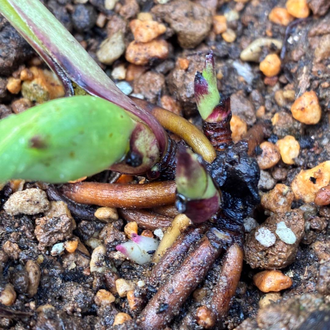 あ*号様 ☘️ラスト2☘️根充実❤️沢山新芽元気株❤️3263⭐️極上美⭐️ソレ