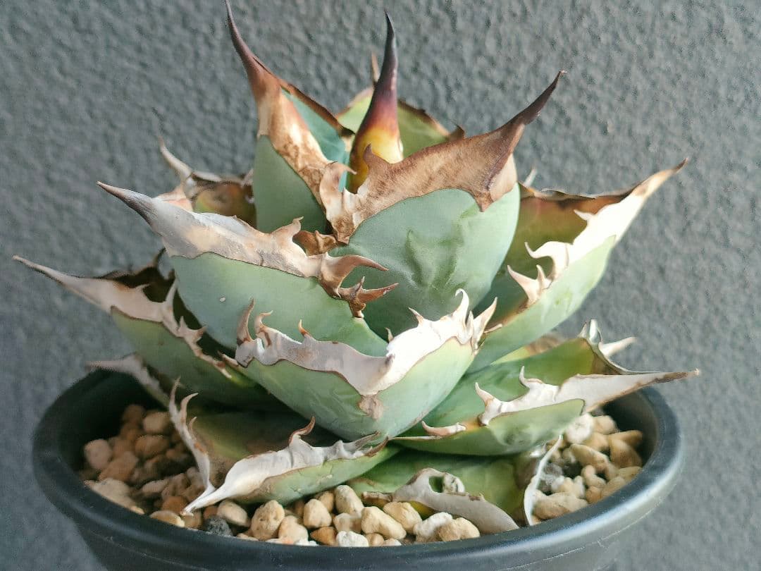 アガベ チタノタブルー実生