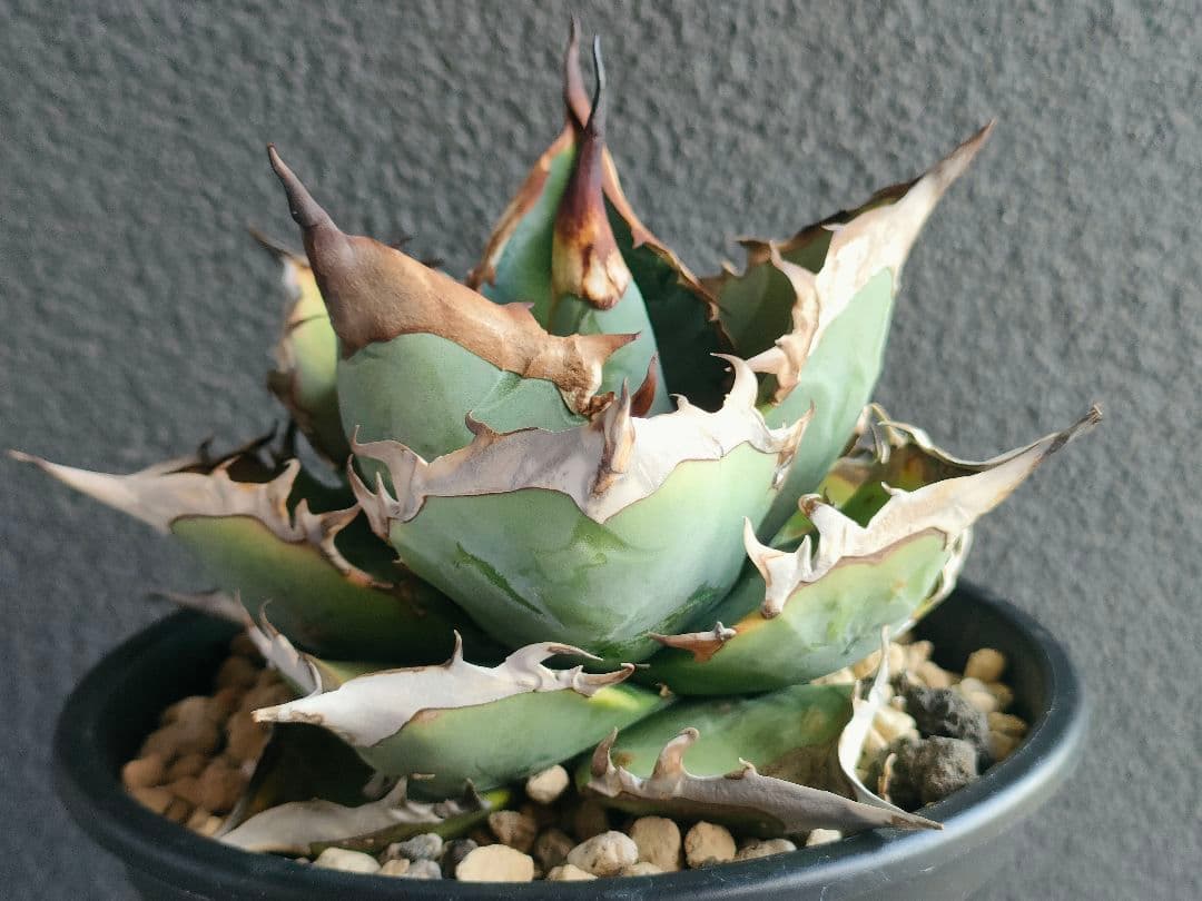 アガベ チタノタブルー実生