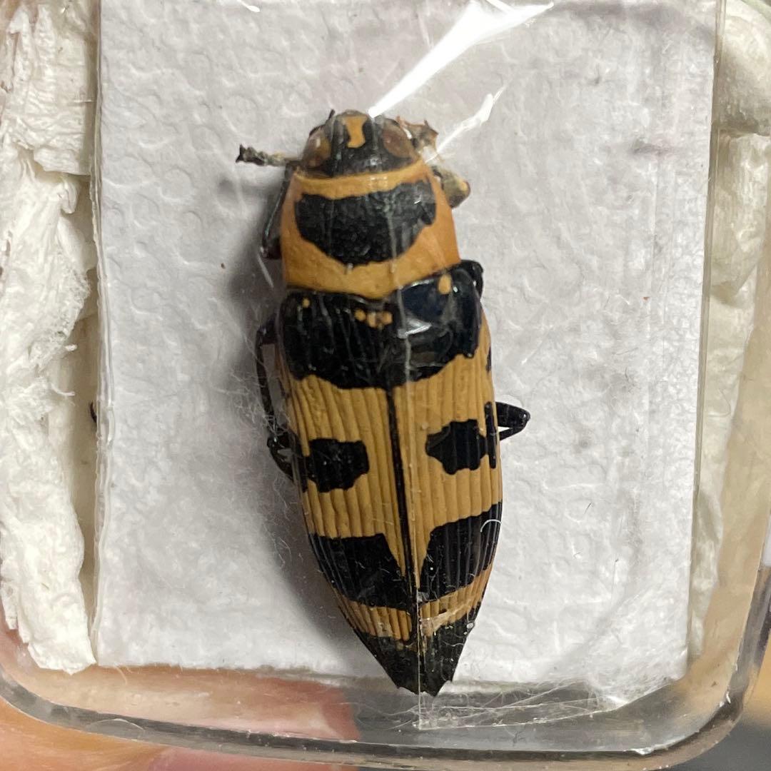エ*ン様 メキシコ タマムシ 標本 未検品 GPSデータあり 昆虫用品
