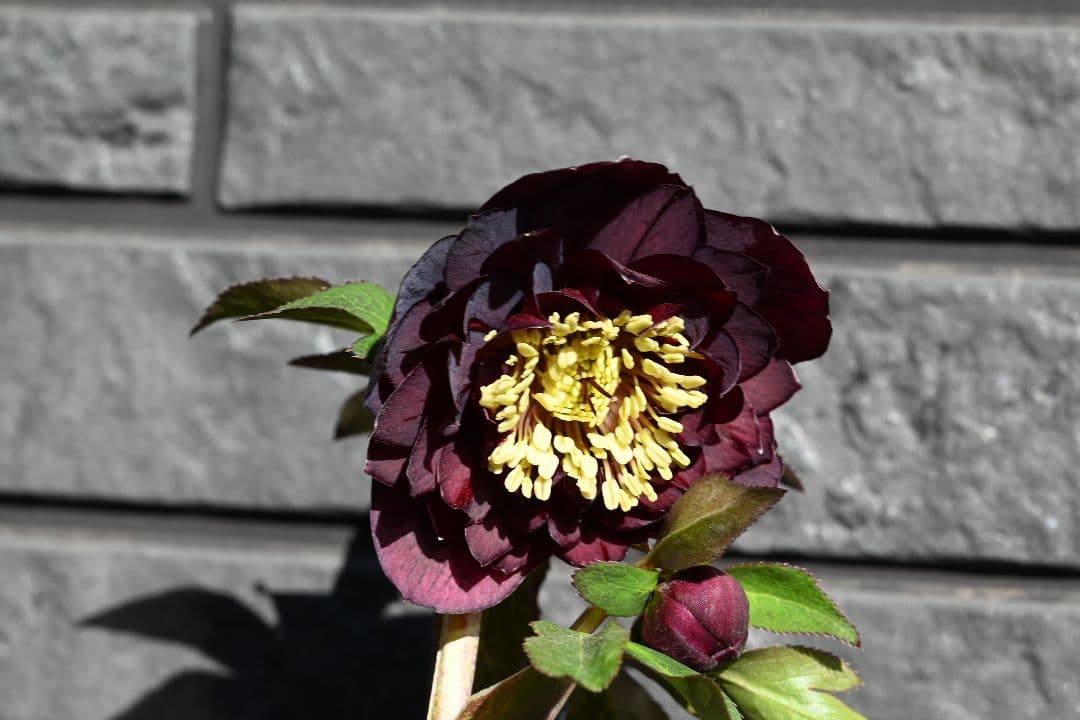 クリスマスローズ　認定ダークローズ　多弁咲き　加藤農園