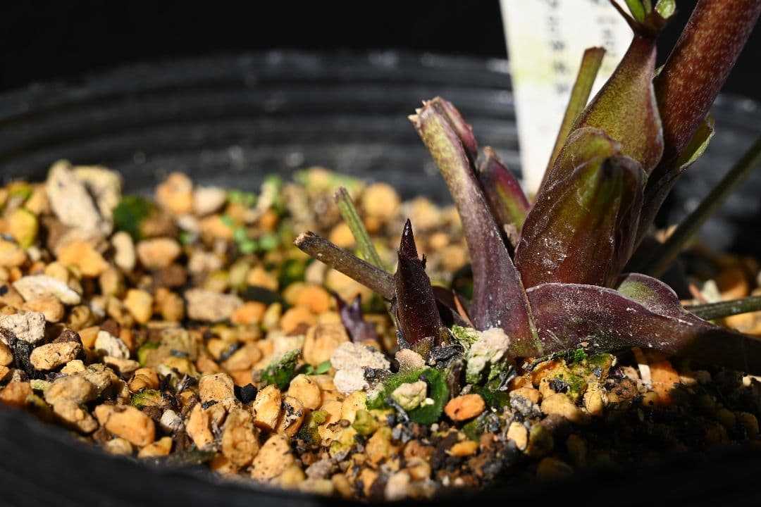 クリスマスローズ　認定ダークローズ　多弁咲き　加藤農園