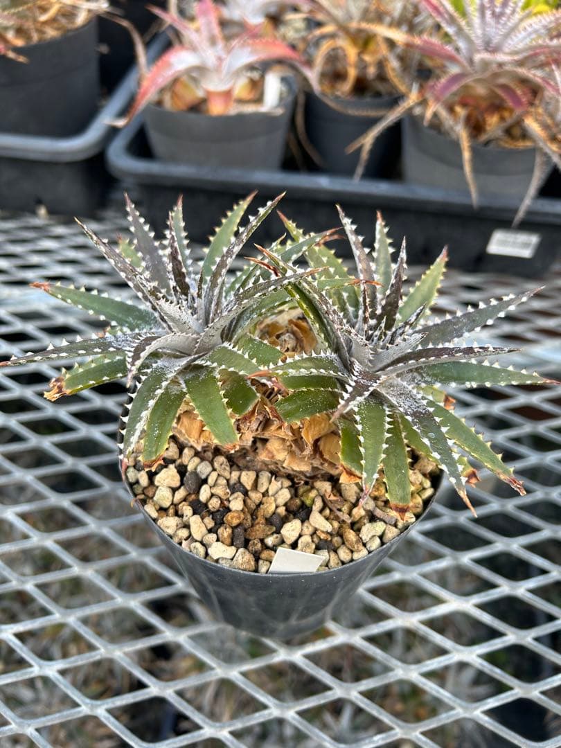 DBディッキア Dyckia Bill Baker hybrid #225 ⑴ - メルカリ