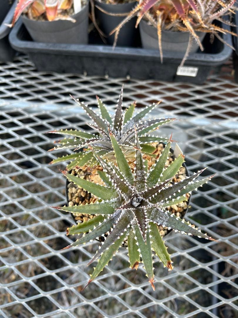 DBディッキア Dyckia Bill Baker hybrid #225 ⑴ - メルカリ