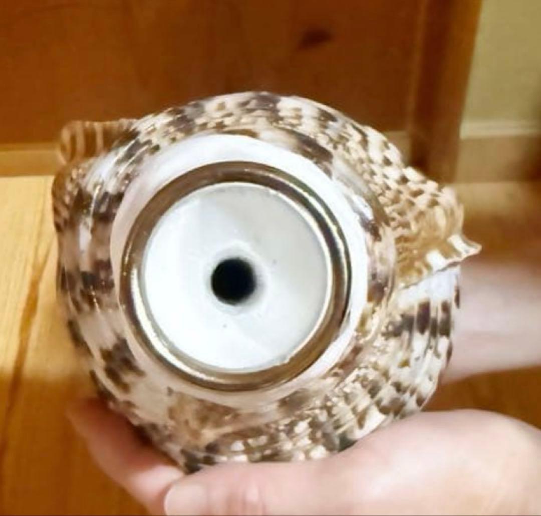 修験道法螺貝　山伏　密教　魔除け　熊よけ❣️ほら貝　ホラガイ