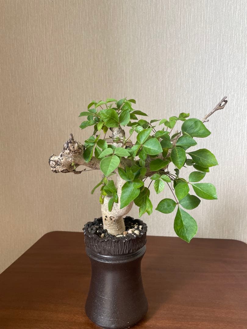 コミフォラ　ドレイク　ブロックマニー　抜き苗