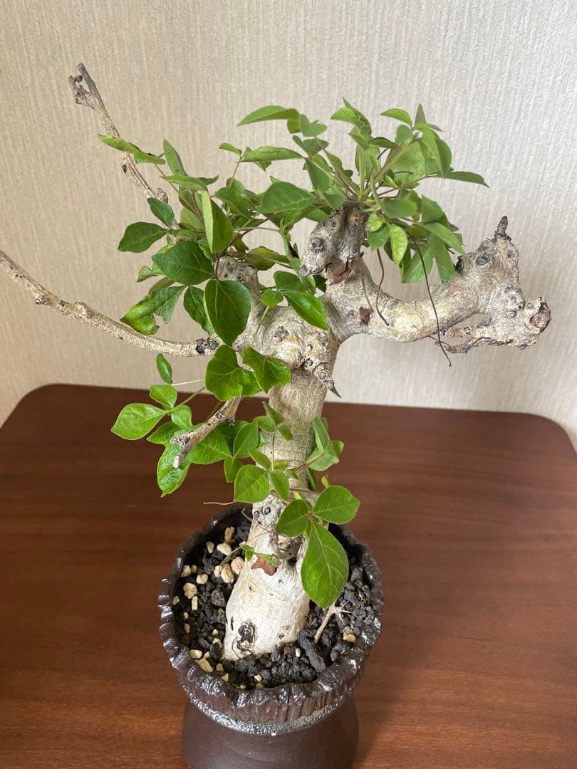 コミフォラ　ドレイク　ブロックマニー　抜き苗