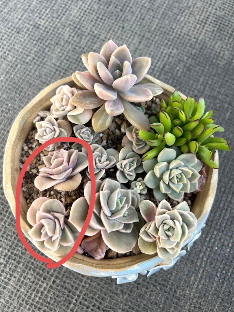 多肉植物 ラブリーローズ錦➁ 抜き苗 - メルカリ