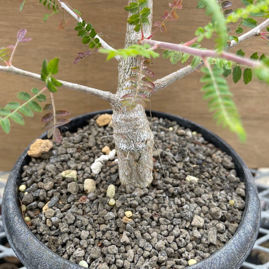 ボスウェリアサクラ実生　2