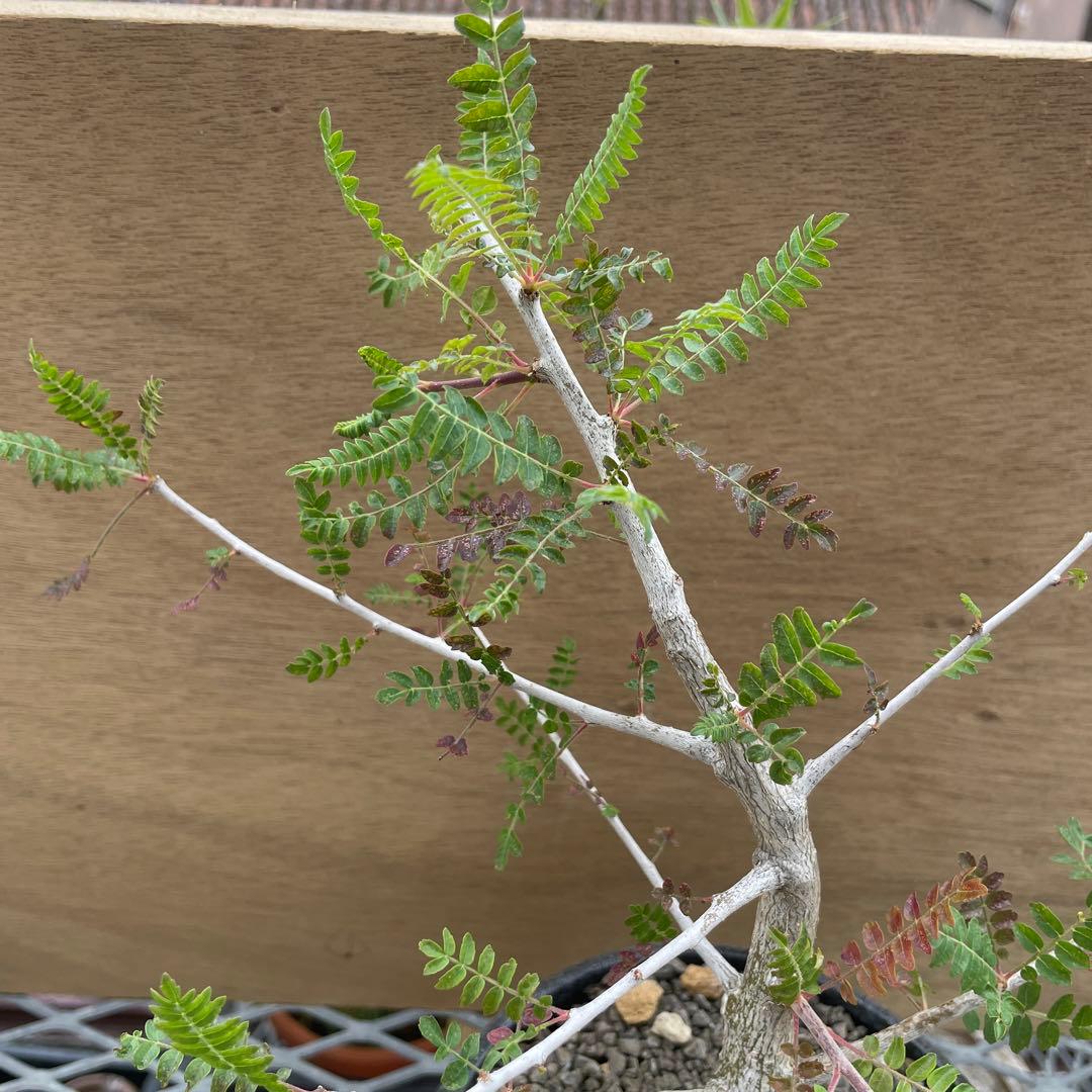 ボスウェリアサクラ実生　2