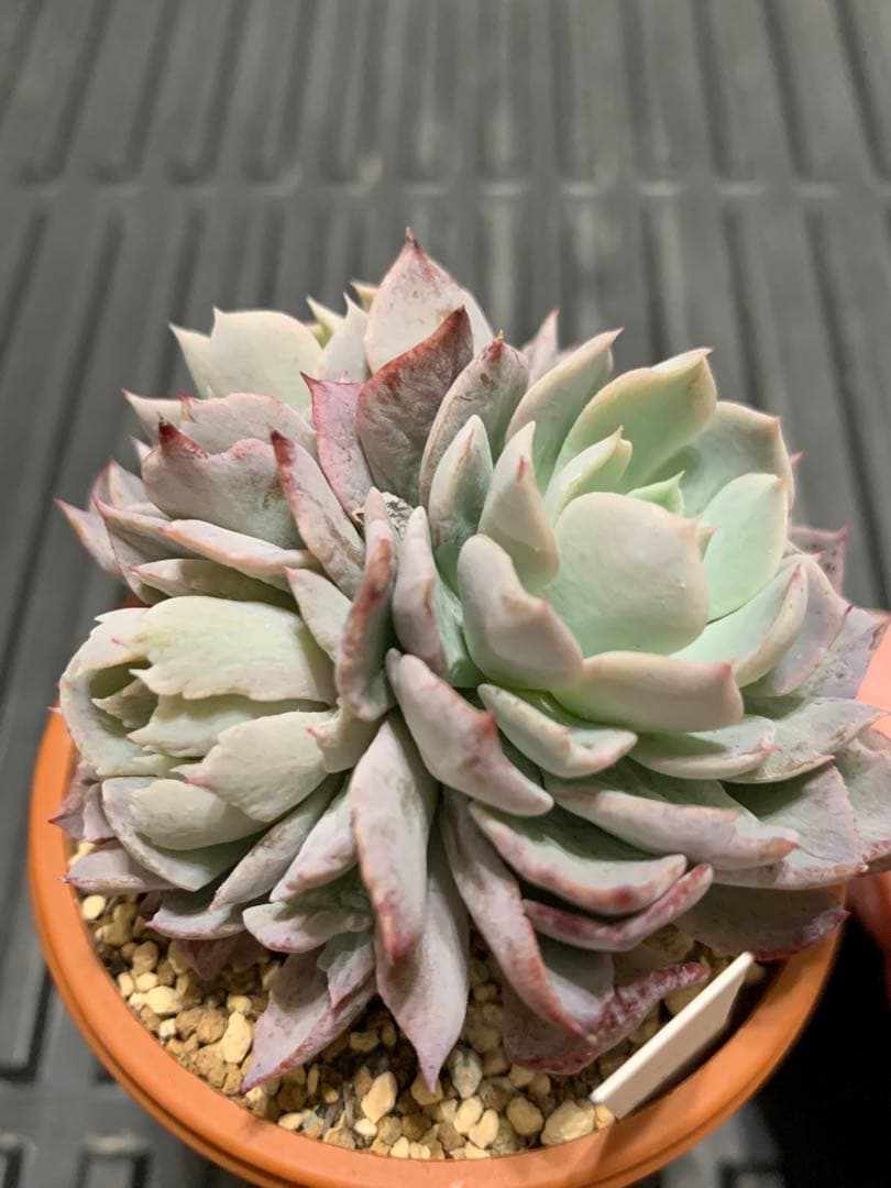 珊瑚の花 札付き 3頭 ミックスベリア おらいさん