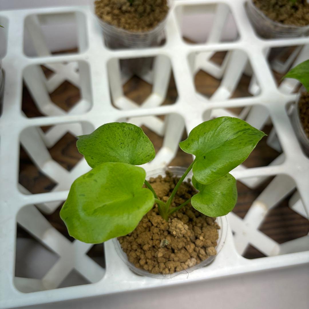 ま*8様 5株セットlsw634フィロデンドロン・セローム・斑入り　希少品種　観