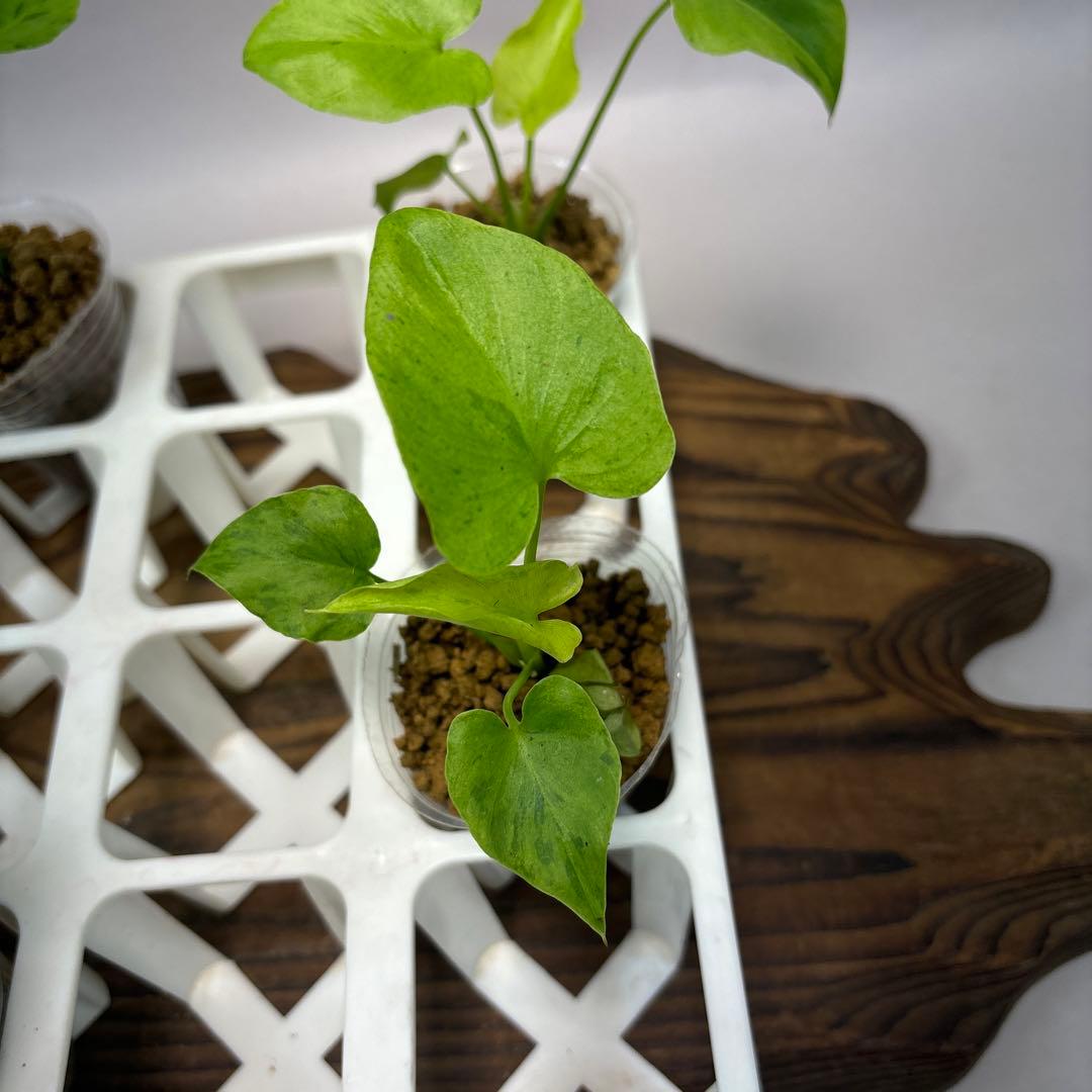 ま*8様 5株セットlsw634フィロデンドロン・セローム・斑入り　希少品種　観