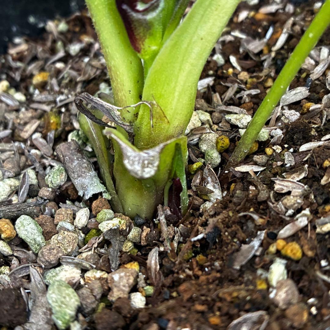 A*️様 3478☘️限定1株☘️未株分☘️花付☘️レア☘️スモーキーダーク⭐️