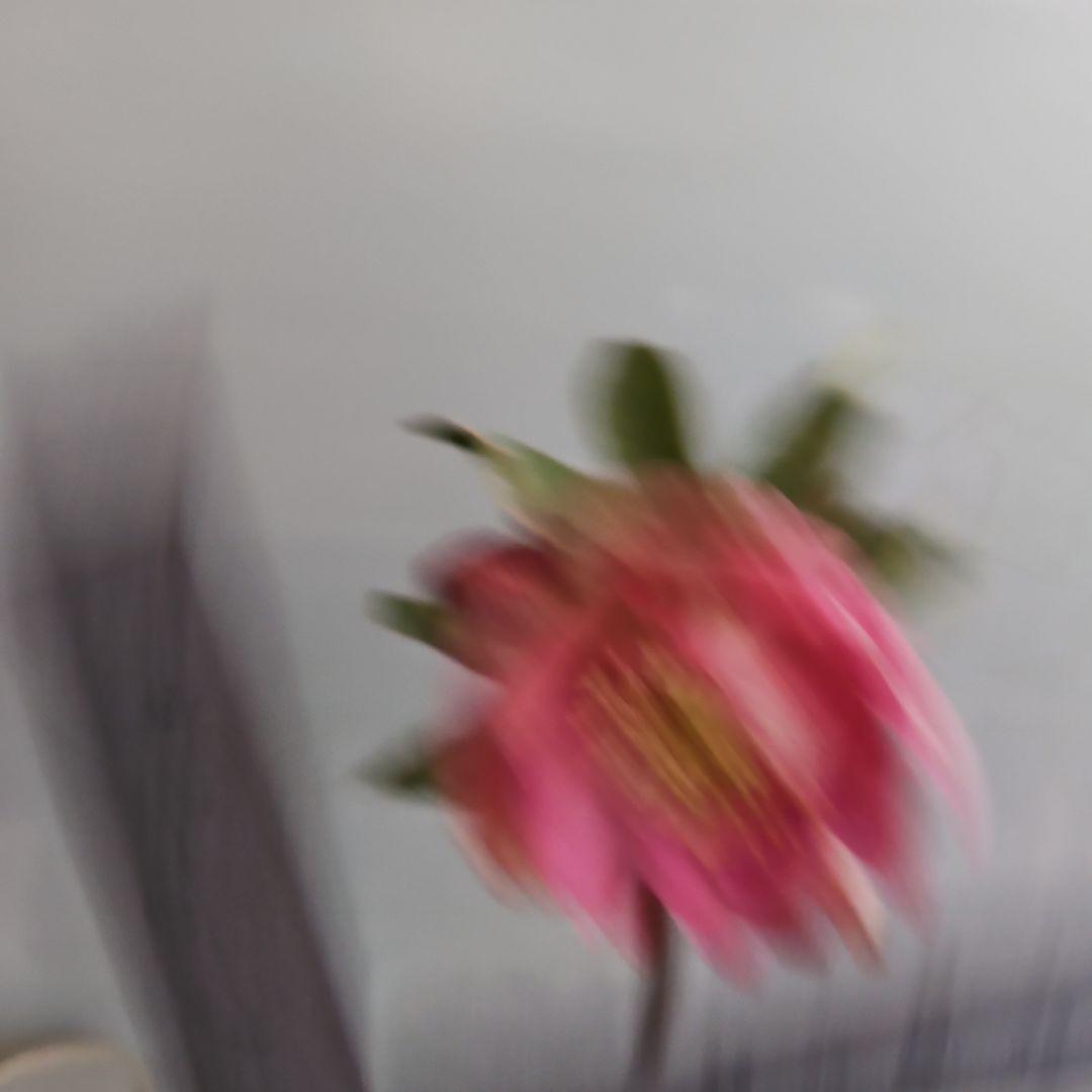 ごまたまご様ご購入苗㉖-205㉖-92クリスマスローズ