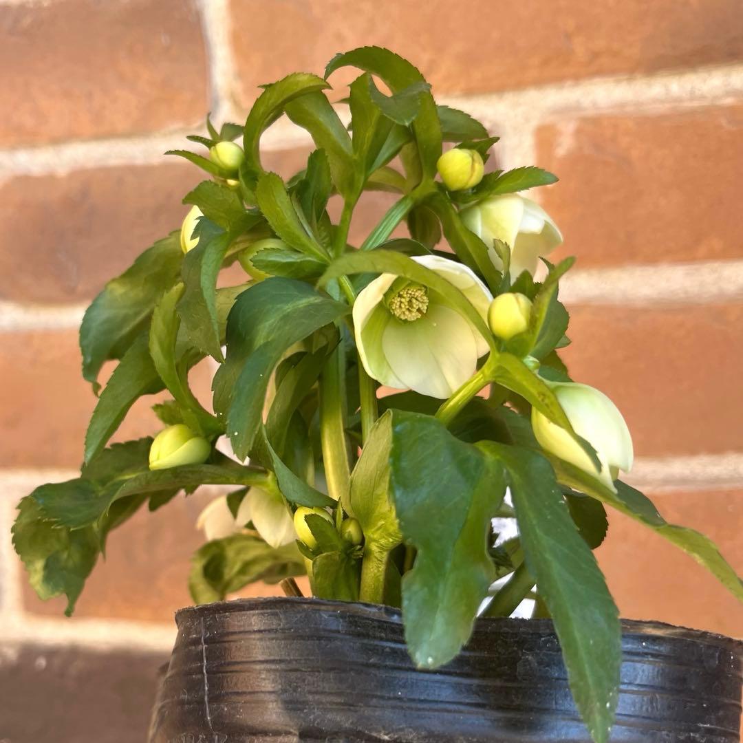 クリスマスローズ　横山園芸　ベビードール