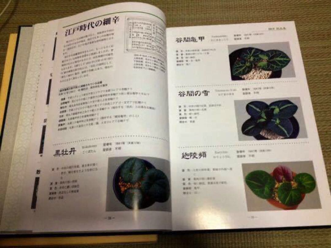 H.　在庫薄　細辛寒葵 1冊　 岸勝美　入澤清治　日本細辛　寒葵保存愛好会