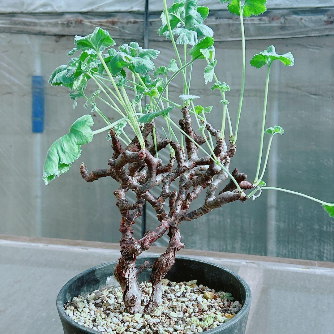 大株☆早い者勝ち】 ペラルゴニウム ミラビレ 鉢のまま発送 らくらく