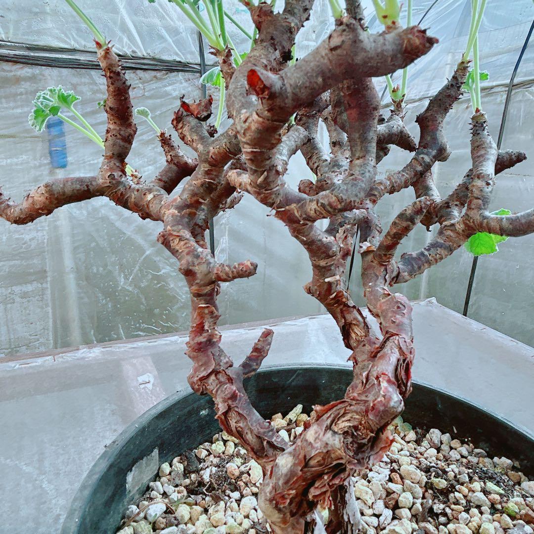 大株☆早い者勝ち】 ペラルゴニウム ミラビレ 鉢のまま発送 らくらく