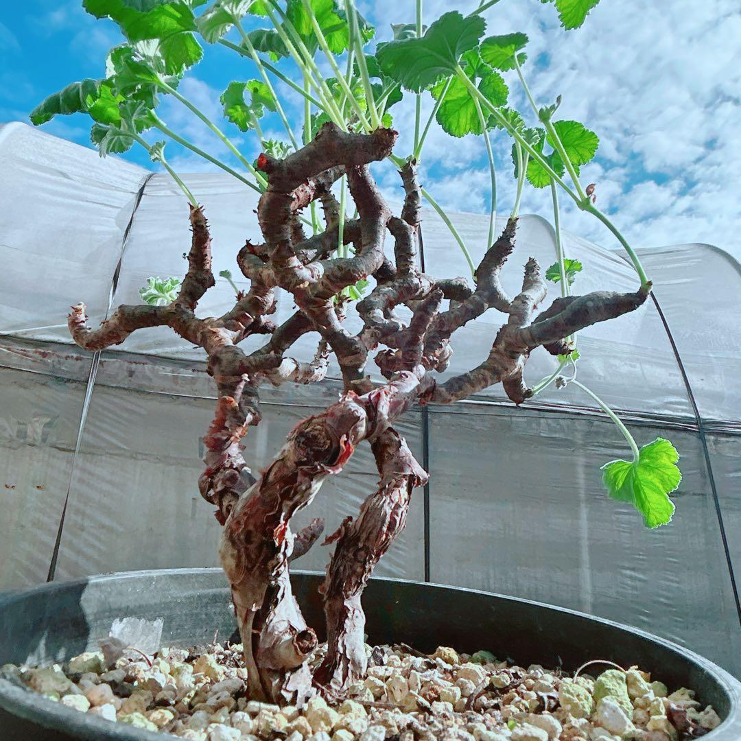 大株☆早い者勝ち】 ペラルゴニウム ミラビレ 鉢のまま発送 らくらく