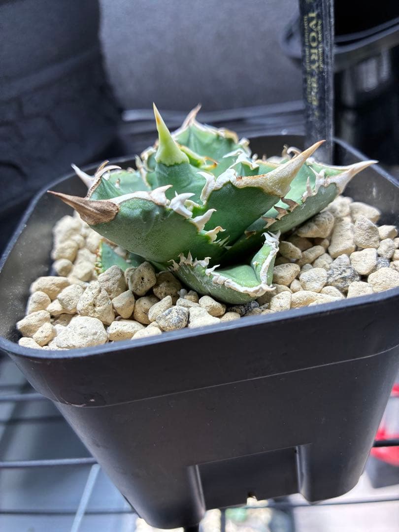 アガベ　チタノタ　ivory.wa 子株