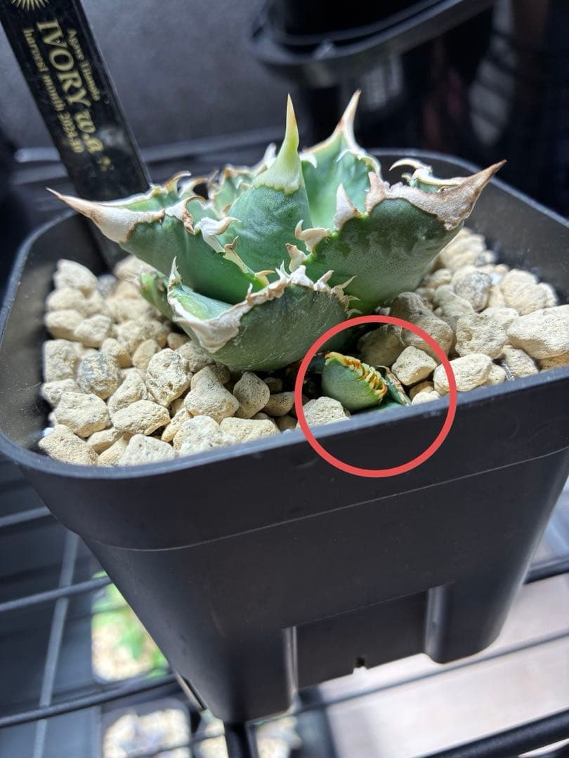 アガベ　チタノタ　ivory.wa 子株