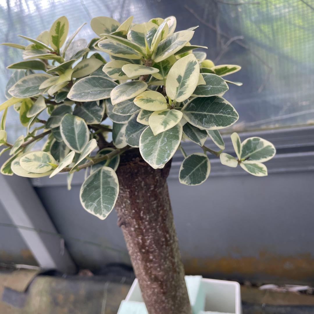 パンダガジュマル　斑入り　接木　6号鉢