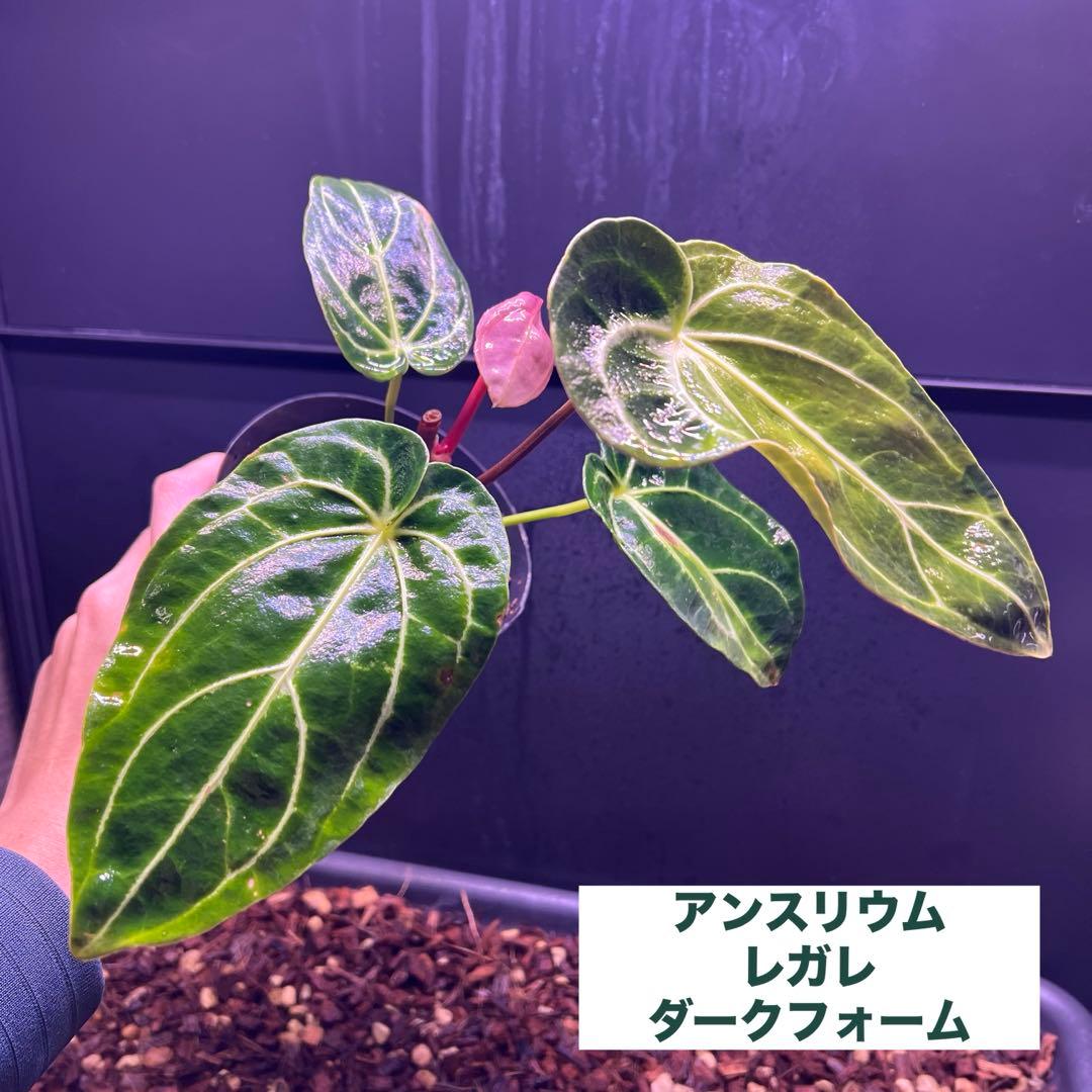 年末セール❗️超絶希少❗️アンスリウムレガレ ダークフォーム新葉