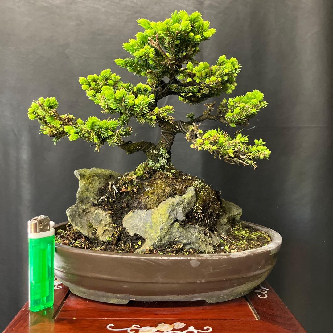 石付き蝦夷松 盆栽 - メルカリ