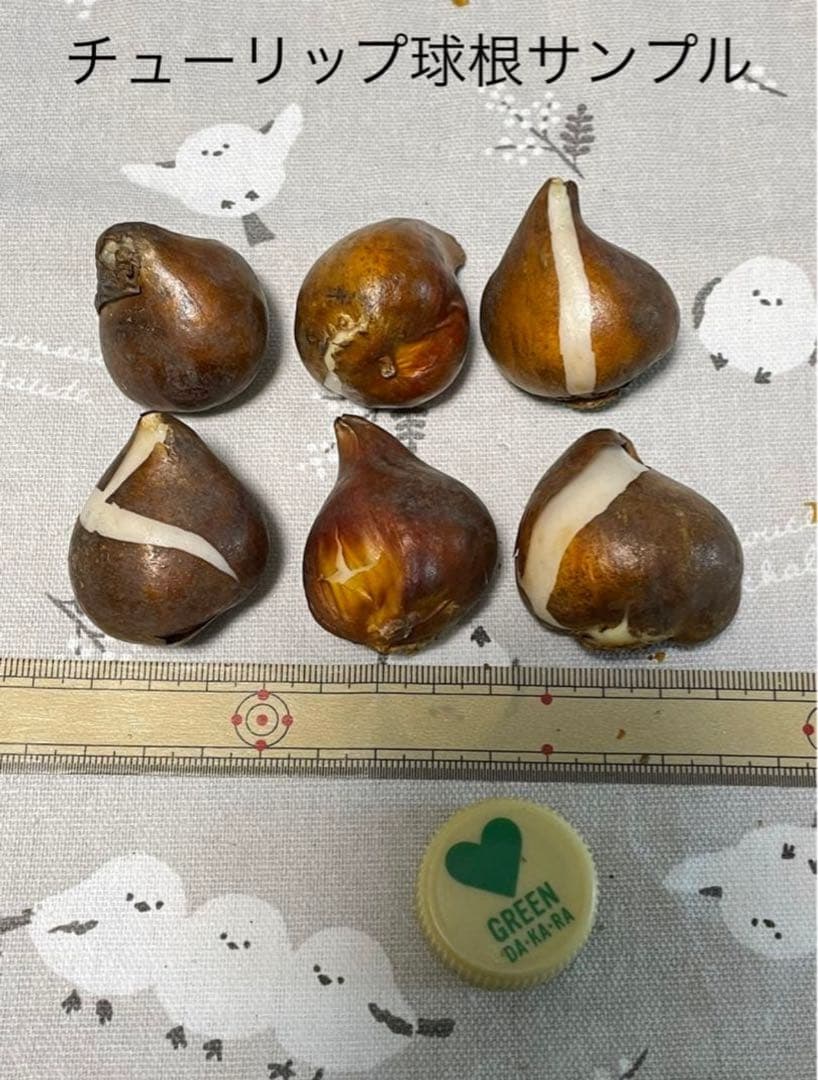 球根】フォックストロット 7球 チューリップ ピンク 花色変化 数量限定