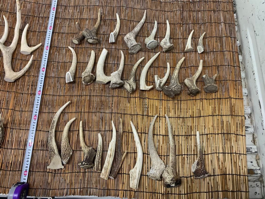 8kg 鹿の角　エゾシカ　角 端材　アクセサリー　パーツ素材