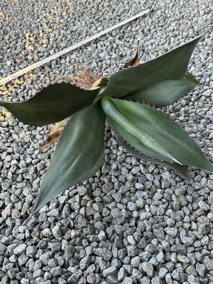 アガベ アトロビレンス シグマトフィラ - メルカリ