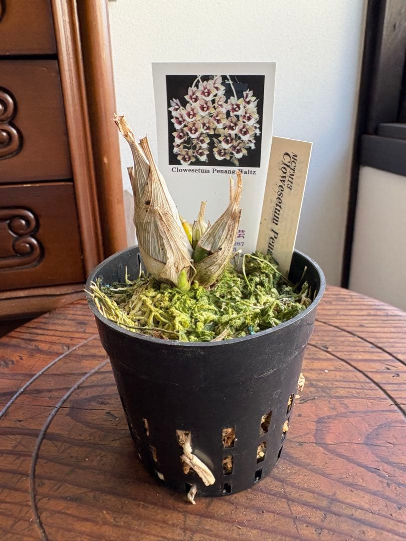 洋ラン タケノコ蘭 クロウェスタム penang Waltz - メルカリ