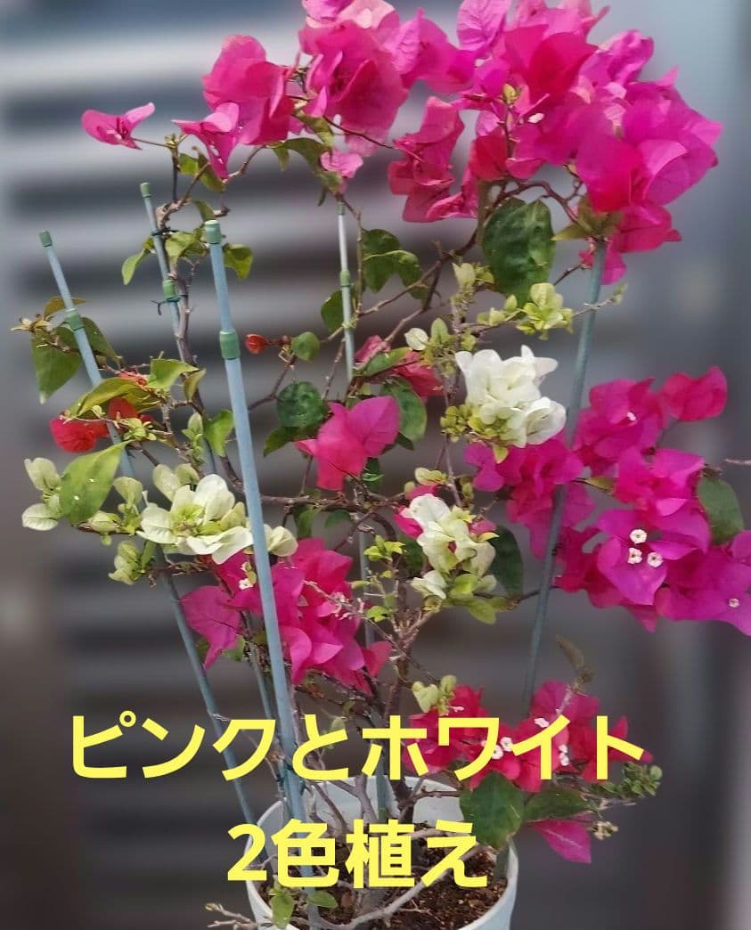 ブーゲンビリア No979 らくらくメルカリ便発送‼️ - メルカリ