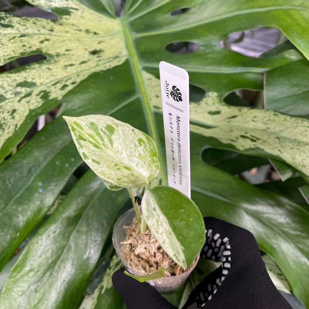 MB3 モンステラ　デリシオーサ　ベトシオーサ　2寸ポリポット　ネコポス発送