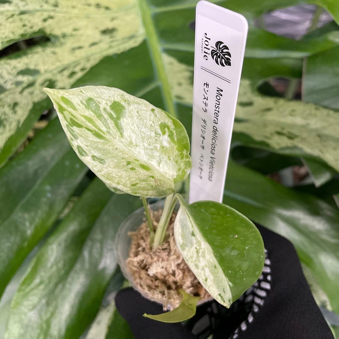 MB3 モンステラ　デリシオーサ　ベトシオーサ　2寸ポリポット　ネコポス発送