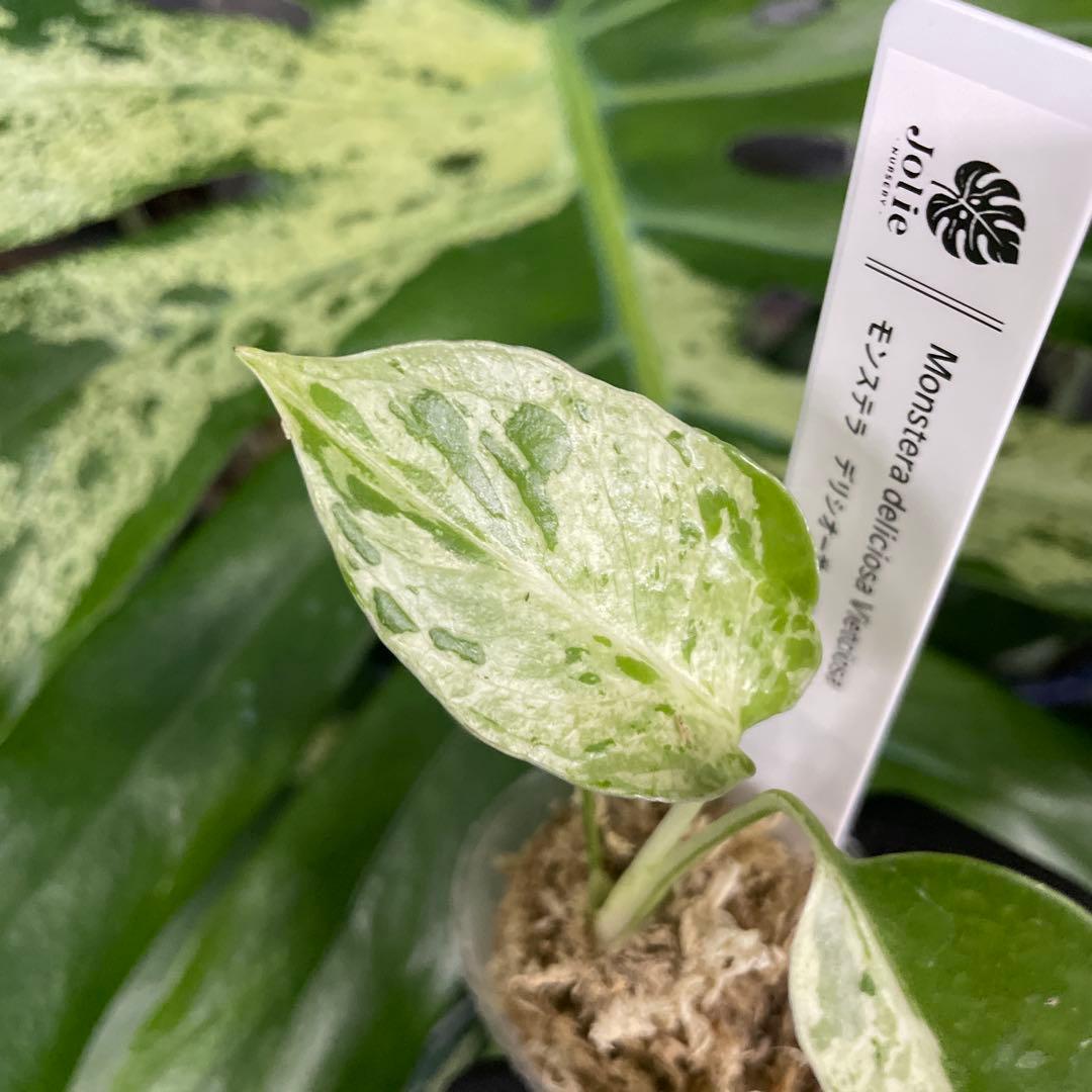 MB3 モンステラ　デリシオーサ　ベトシオーサ　2寸ポリポット　ネコポス発送