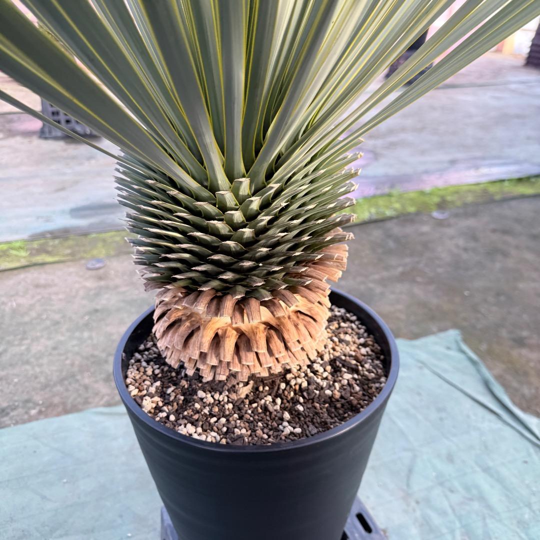 平*政様 【AL1109】ユッカ　ロストラータ