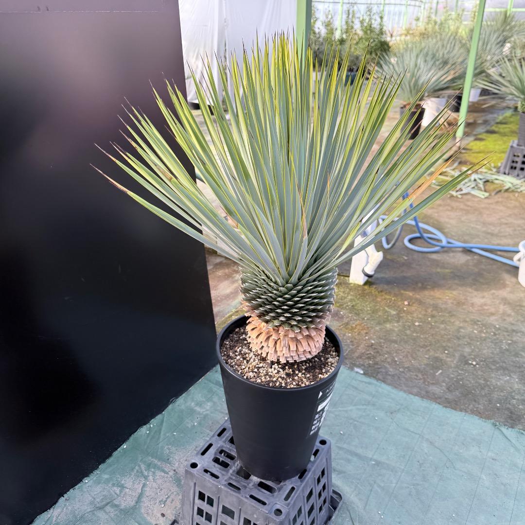 平*政様 【AL1109】ユッカ　ロストラータ