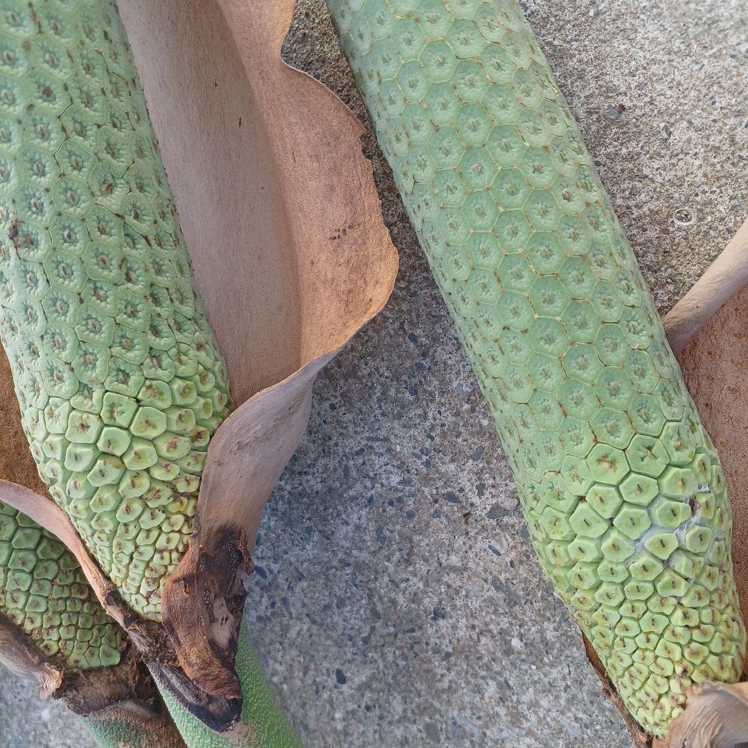 モンステラ(デリシオーサの実) 12個