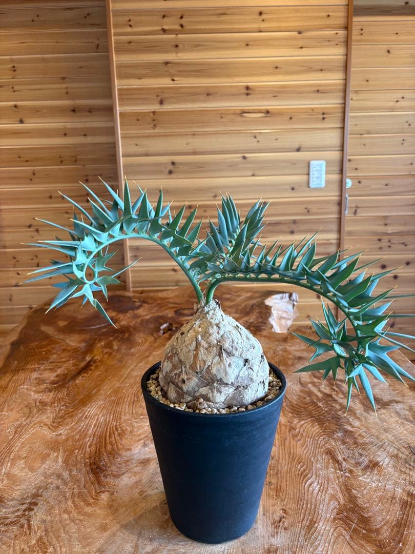 歳末最強セール　 エンセファラルトス ホリダス ドワーフ株